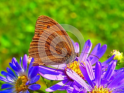 Macro of an oxeye butterfly Stock Photo
