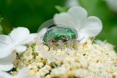 Macro of a bug on a flower Stock Photo