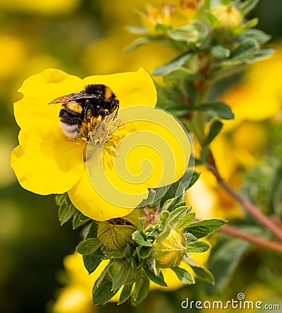 Macro of a bumble bee bombus on a potentilla fruticosa blossom with blurred bokeh background; pesticide free environmental prote Stock Photo