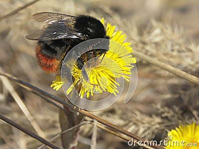 Macro bumblebee on the first flowers of mother and stepmother Stock Photo