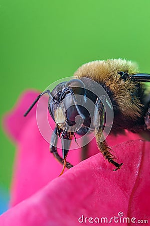 Macro Bumblebee Flower Stock Photo