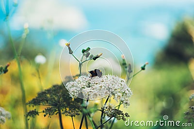 Macro bumblebee on garden flower on yellow backdrop bloom plant and blue sky, bee sits on a flora against a green field background Stock Photo