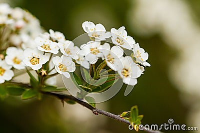 Macro bush of small white flowers on a branch Stock Photo