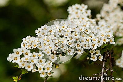 Macro bush of small white flowers on a branch Stock Photo