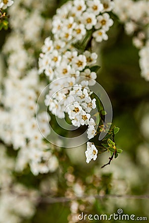 Macro bush of small white flowers on a branch Stock Photo