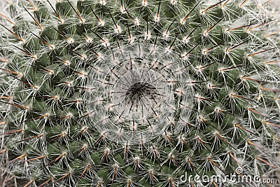 Macro Of A Cactus Stock Photo