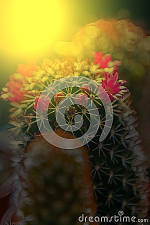 Macro of cactus flower blooming in sunset light 4 Stock Photo