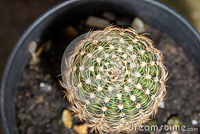 Macro cactus flowers in a beautiful nursery are in full bloom. Stock Photo