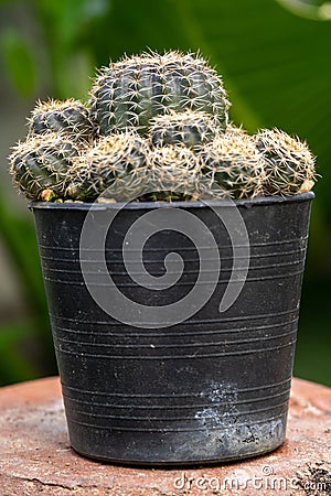 Macro cactus flowers in a beautiful nursery are in full bloom. Stock Photo