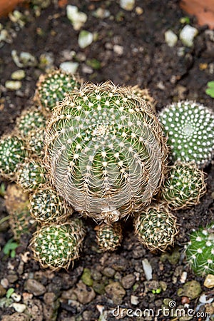 Macro cactus flowers in a beautiful nursery are in full bloom. Stock Photo