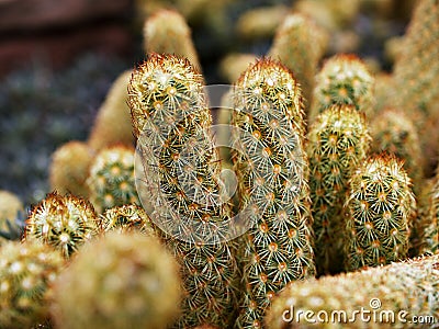 Macro cactus Mammillaria elongata rubra copper King ,Gold lace Cactus golden stars ,lady fingers desert plants Stock Photo