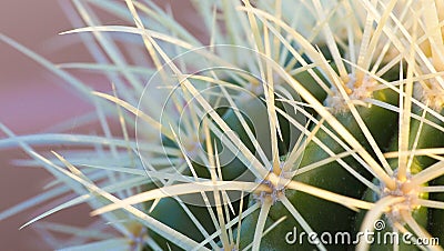 Macro cactus spikes at autumn sunset Stock Photo