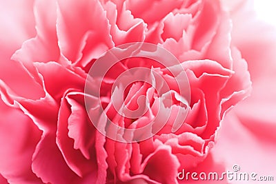 Macro of carnation flower Stock Photo