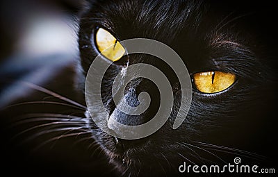 Macro of cat pet mammals animal Stock Photo