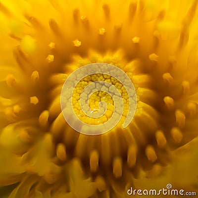Macro of the center of a dandelion head not fully opened. spiralling display of petals Stock Photo