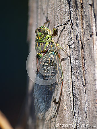 Macro of cicada insect Stock Photo