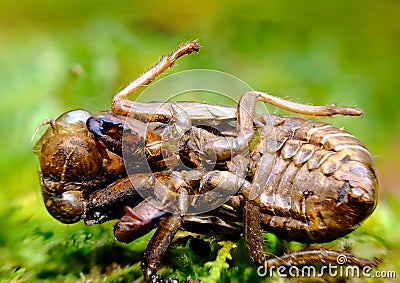 Macro Cicada Locust Exoskeleton Stock Photo
