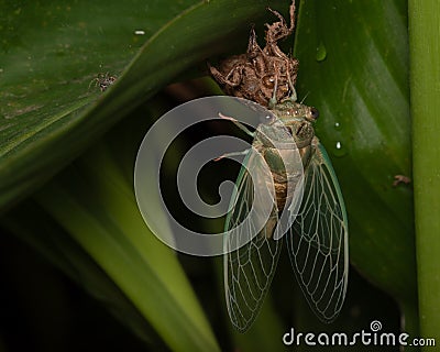 Macro of Cicada and Shell on Underside of Green Leaf Stock Photo