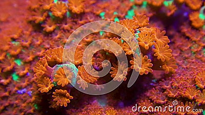 Macro clip del corallo verde e rosso di montipora con moto e lo zoom del polipo fuori video d archivio Macro clip del corallo verde e rosso di montipora con moto e lo zoom del polipo fuori video d archivio