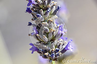 Macro close lavender flower Stock Photo