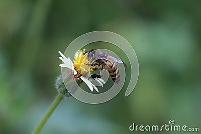 Close up of a bee pollination of flower Stock Photo