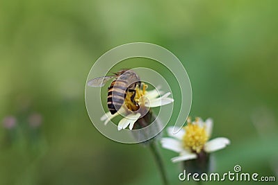 Close up of a bee pollination of flower Stock Photo