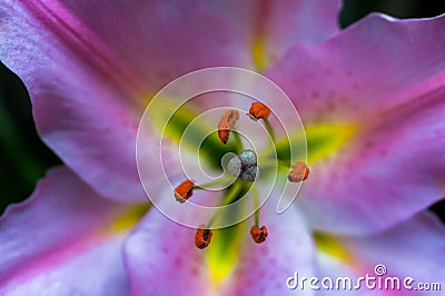 Macro close up of blossoming Pink Lilly (Lilium Martagon). Stock Photo