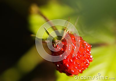 Macro close up of bright shining isolated wild red strawberry Fragaria vesca fruit hanging on a twig with green blurred leaves Stock Photo