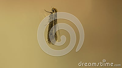 Macro close up bug insect Stock Photo