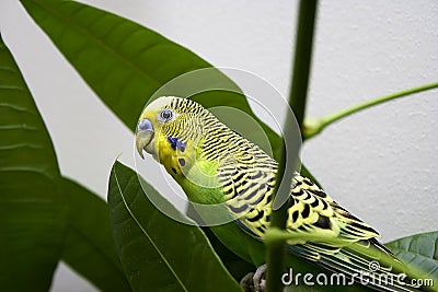 Macro close-up of classic green parakeet Stock Photo