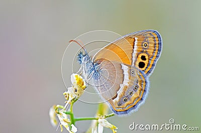 Coenonympha saadi , Persian heath butterfly Stock Photo