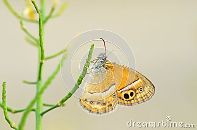 Coenonympha saadi , Persian heath butterfly on flower Stock Photo