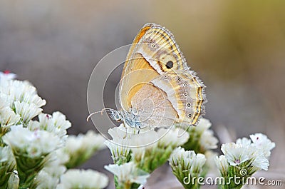 Coenonympha saadi , Persian heath butterfly on flower Stock Photo