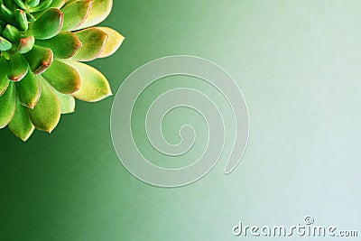 Macro close-up of echiveria plant with green background and copy space Stock Photo