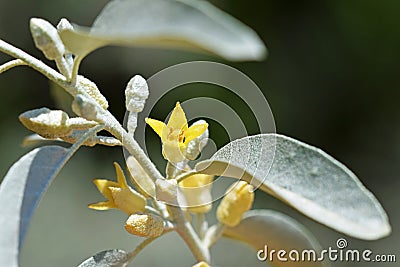 Elaeagnus angustifolia , Russian olive flower Stock Photo