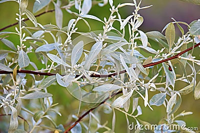 Elaeagnus angustifolia, Russian olive plant Stock Photo