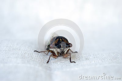 Close up bulging eyes of a cicada bug Stock Photo