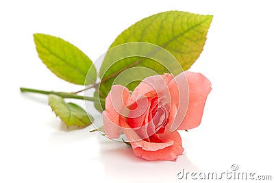 Macro Close-up of a fresh beautiful pale pinkorange english rose with leaf isolated over white Stock Photo