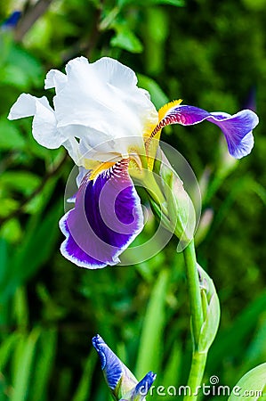 Macro close-up of gorgeous Iris flower white purple violet blooming bud Stock Photo