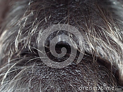 Macro close up of grey hairy dog mouth Stock Photo