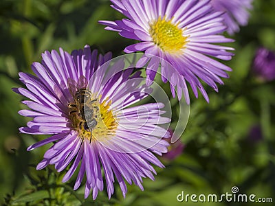 Macro close up honey bee on beautiful pink daisy flower Stock Photo