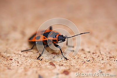 Macro close up of isolated firebug pyrrhocoris apterus - Germany Stock Photo