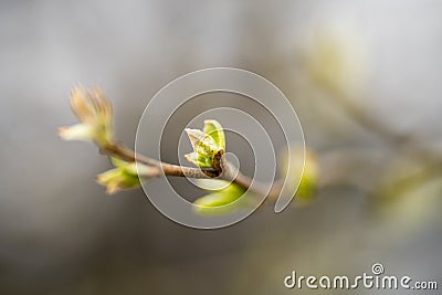 Macro Close-up of New Spring Buds & Leaves against Blurred Background Stock Photo