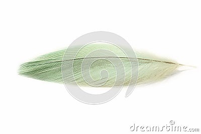 Beautiful bright parrot feather on white. Green. Turquoise. Macro. Close up photo Stock Photo