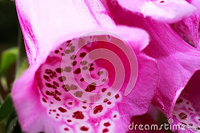 Macro close up of purple flower foxglove digitalis purpurea Stock Photo