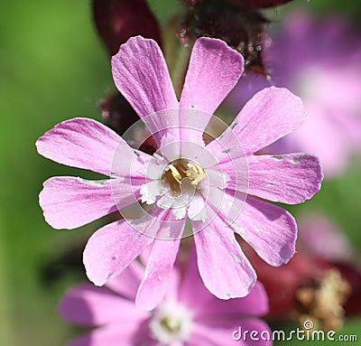 Macro close-up of Red Campion (Silene dioica) flower in the sunshine Stock Photo