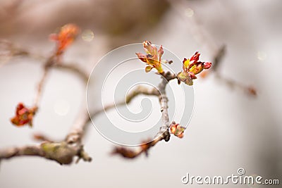 Macro Close-up of Red Spring Buds & Leaves against Neutral Background Stock Photo