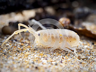 sea flea or sand hopper (Talitrus saltator) on the sea sand with blurred background Stock Photo