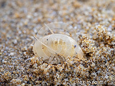 sea flea or sand hopper (Talitrus saltator) on the sea sand with blurred background Stock Photo