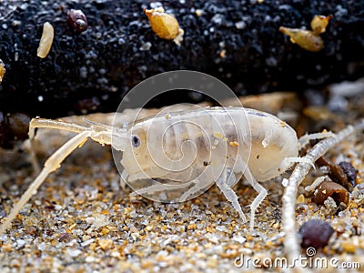 sea flea or sand hopper (Talitrus saltator) on the sea sand with blurred background Stock Photo